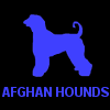 AFGHAN HOUNDS